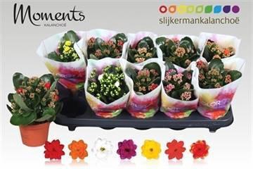 <h4>KAL GE GEM 7 KL</h4>