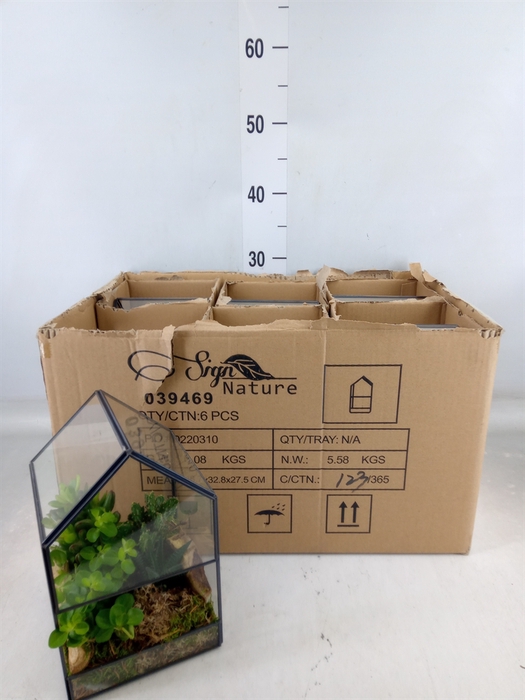 <h4>Arr.   Kamerplant Groen H%</h4>