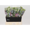 Oxypetalum Tweedia Blue