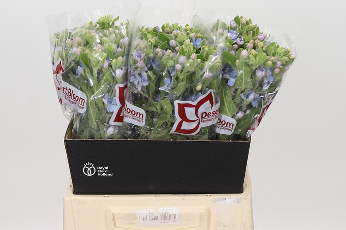 Oxypetalum Tweedia Blue