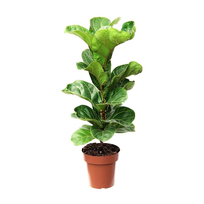 <h4>FICUS LYRATA P17</h4>