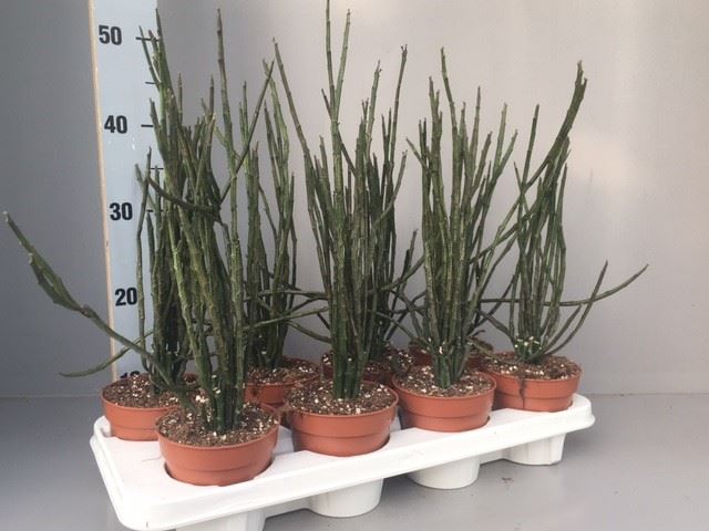 <h4>Euphorbia   ...</h4>