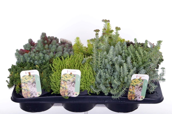<h4>SEDUM OV</h4>
