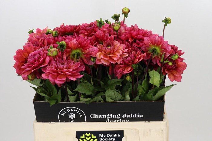 <h4>Dahlia Salmon Runner</h4>