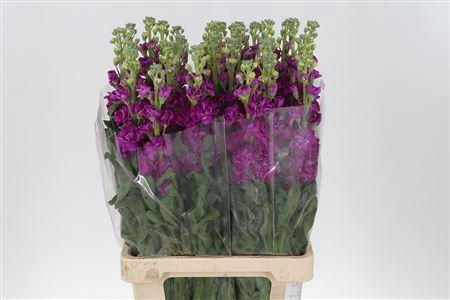 <h4>Matth Iron Rose</h4>