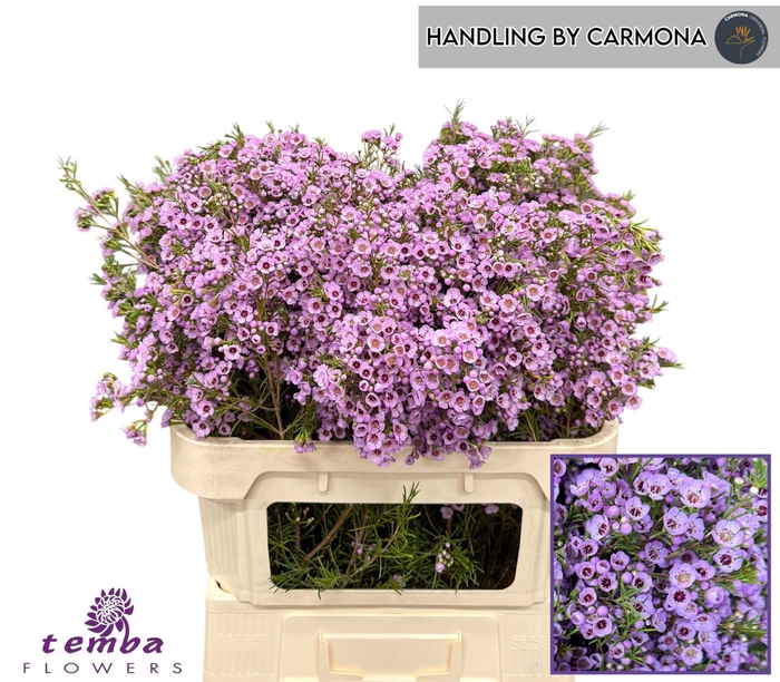<h4>CHAMELAUCIUM UNCI. 'SEXY POP'</h4>