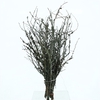 Larix With Moss P Stem 100cm