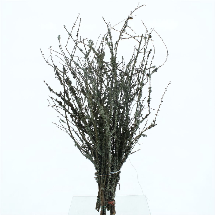 Larix With Moss P Stem 100cm