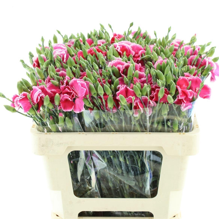 <h4>Di Tr Simply Cherry</h4>