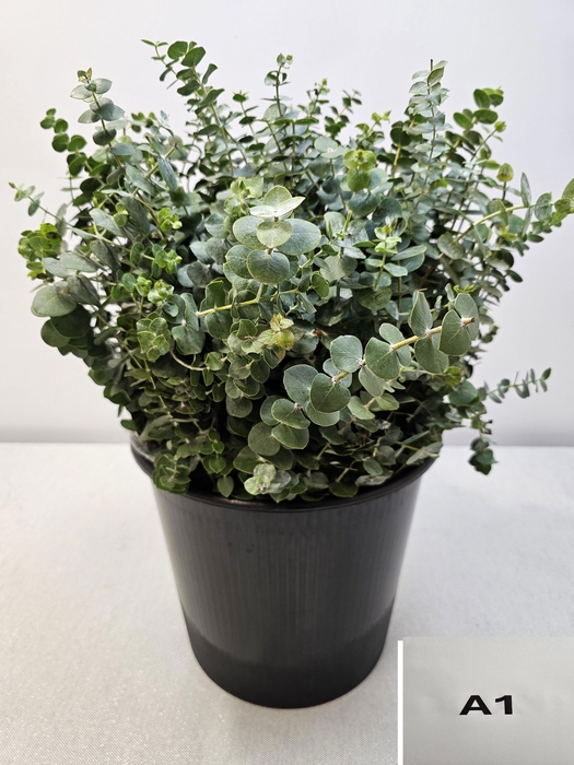 <h4>EUC BABY BLUE PB</h4>