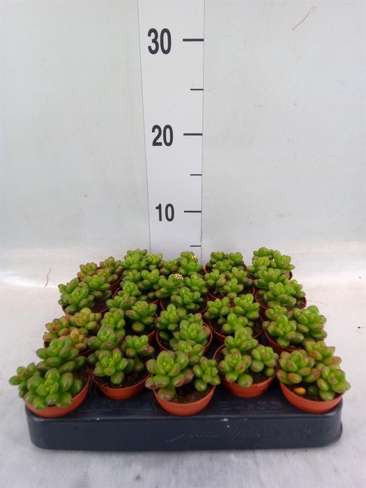 <h4>Crassula   ...</h4>
