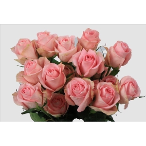 Rosa ec luciano