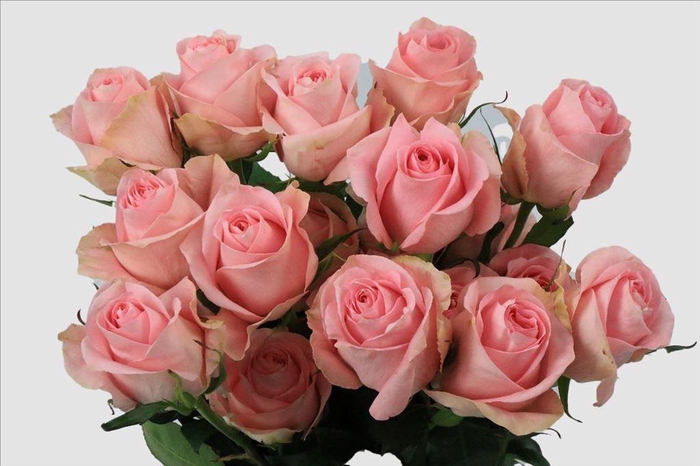 <h4>Rosa ec luciano</h4>