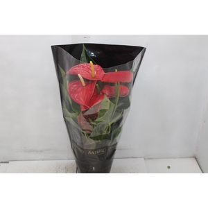 ANTHURIUM MICHIGAN P17 PREMIUM