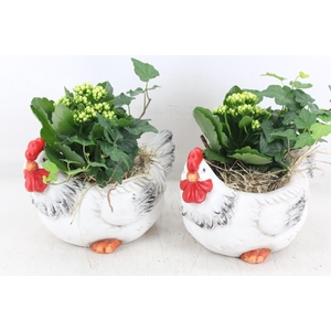 arr2 MB - Ker. kip M x3