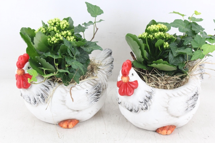 <h4>arr2 MB - Ker. kip M x3</h4>