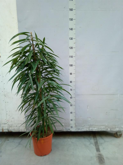 <h4>Ficus binn. 'Alii'</h4>