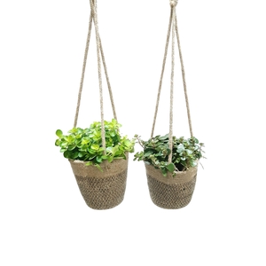 Arr.   Kamerplant Groen L%