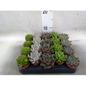 Echeveria   ...mix