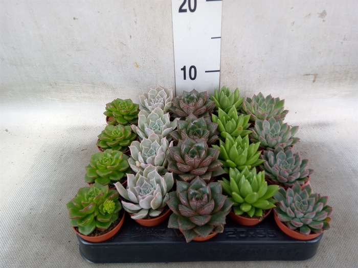 <h4>Echeveria   ...mix</h4>