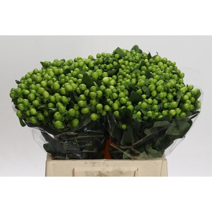 Hypericum Lucky Romance