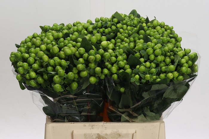 Hypericum Lucky Romance