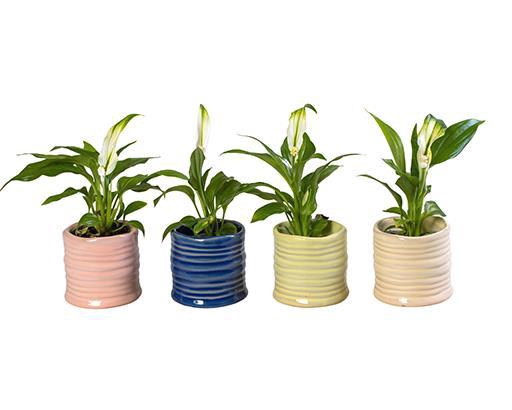 <h4>SPATHIPHYLLUM P6 L 66001</h4>