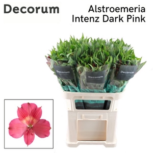 Alstr Intenz Dark Pink Decorum T2G