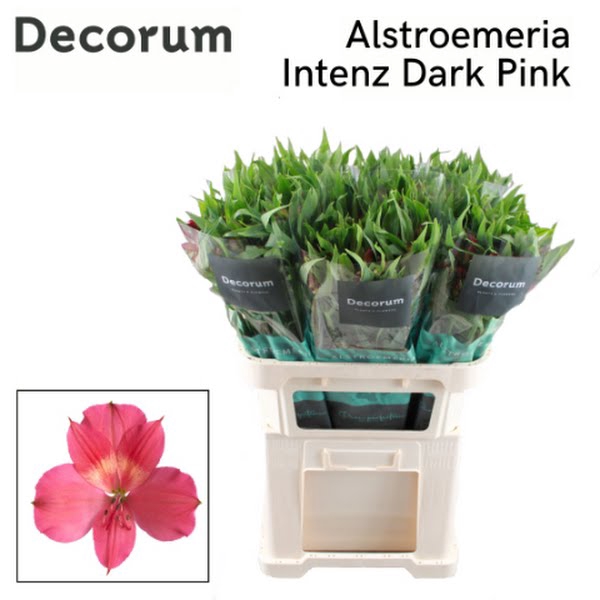 <h4>Alstr Intenz Dark Pink Decorum T2G</h4>