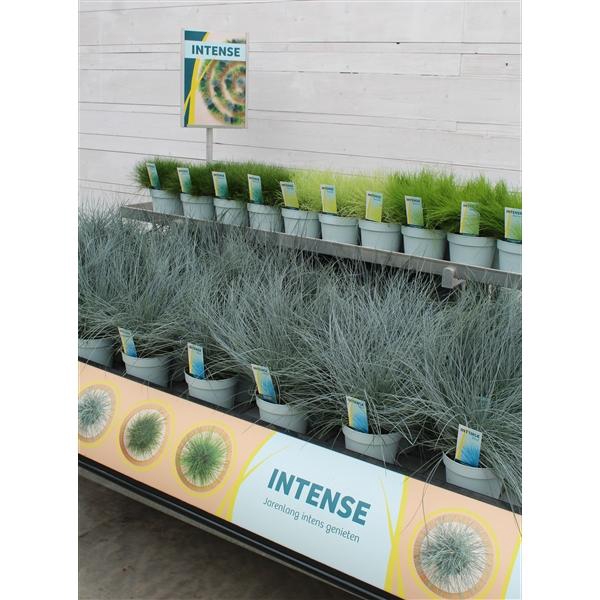 <h4>Intense Banner 3000 x 297mm NL</h4>