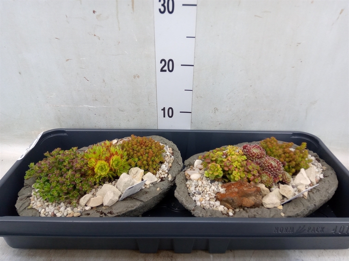 <h4>Arr.   Tuinplanten L%</h4>