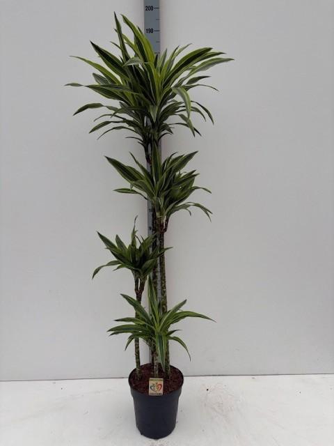 <h4>DRA DE LEMON LIME</h4>