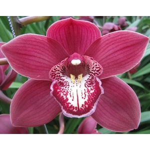 Cymbidium Vulcan Doos