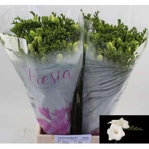 Freesia enk Corvette