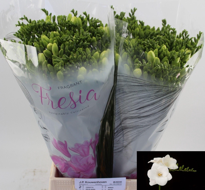 <h4>Freesia enk Corvette</h4>