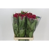 Celosia Cr Bombay Red