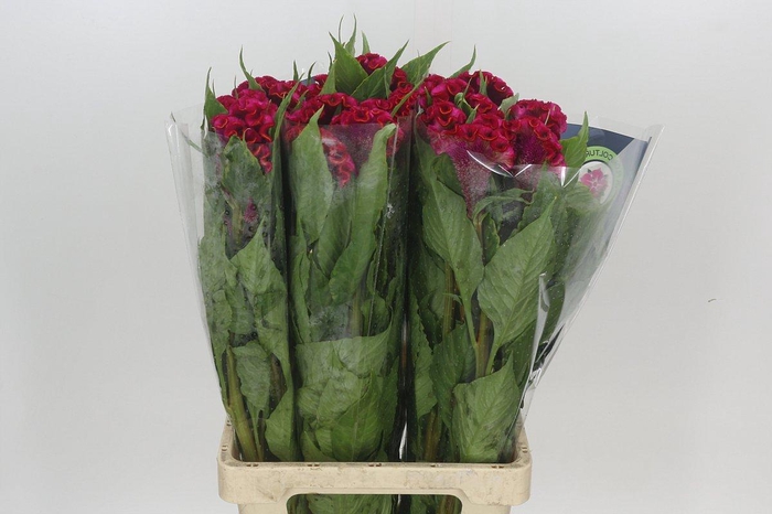 <h4>Celosia Cr Bombay Red</h4>