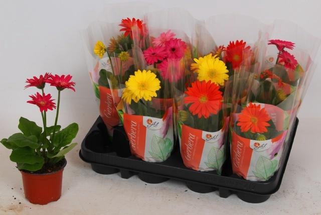 <h4>GER COLOURGAME GEM</h4>