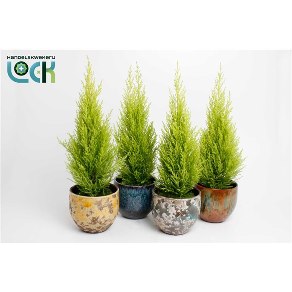 <h4>Cupressus Macrocarpa Wilma in Luuk mix</h4>