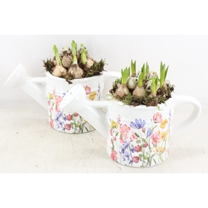 arr4 Bollenmix MB - Ker. gieter pink flower x6