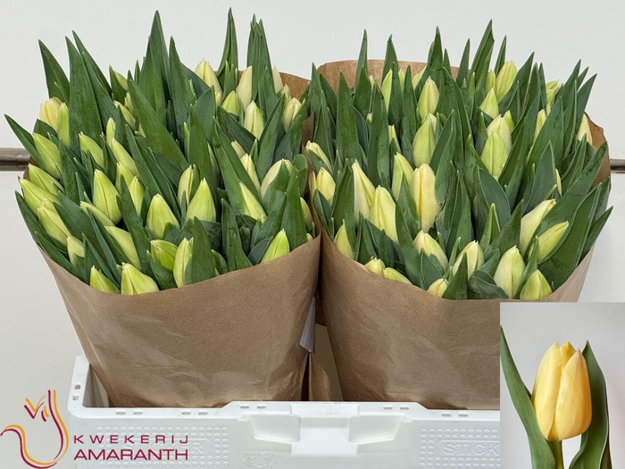 <h4>TU EN CREME BRULEE</h4>