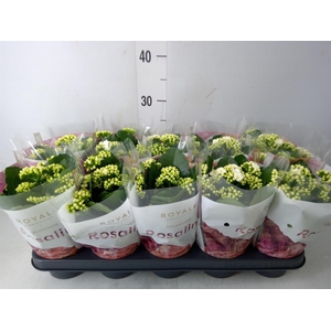 Kalanchoe blos. 'RosDon Dione'