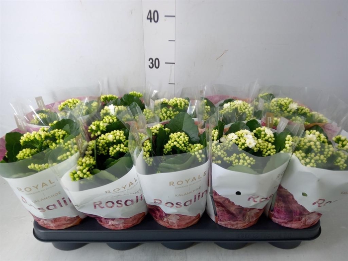 <h4>Kalanchoe blos. 'RosDon Dione'</h4>