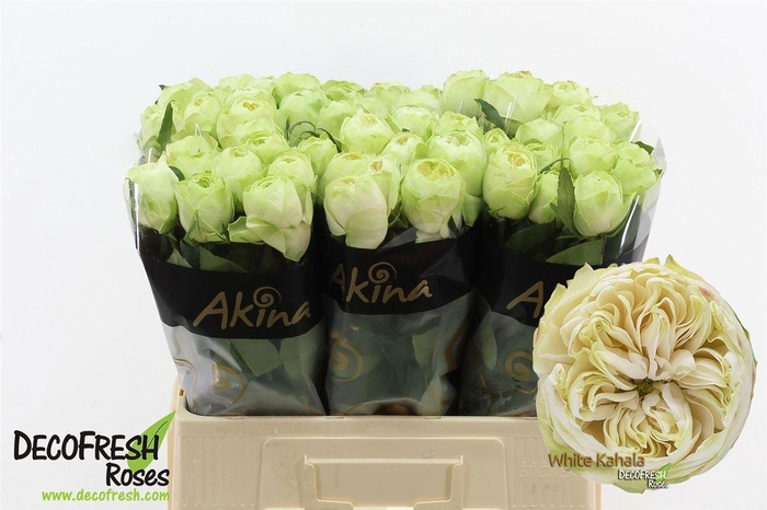 <h4>R Gr White Kahala-bb</h4>