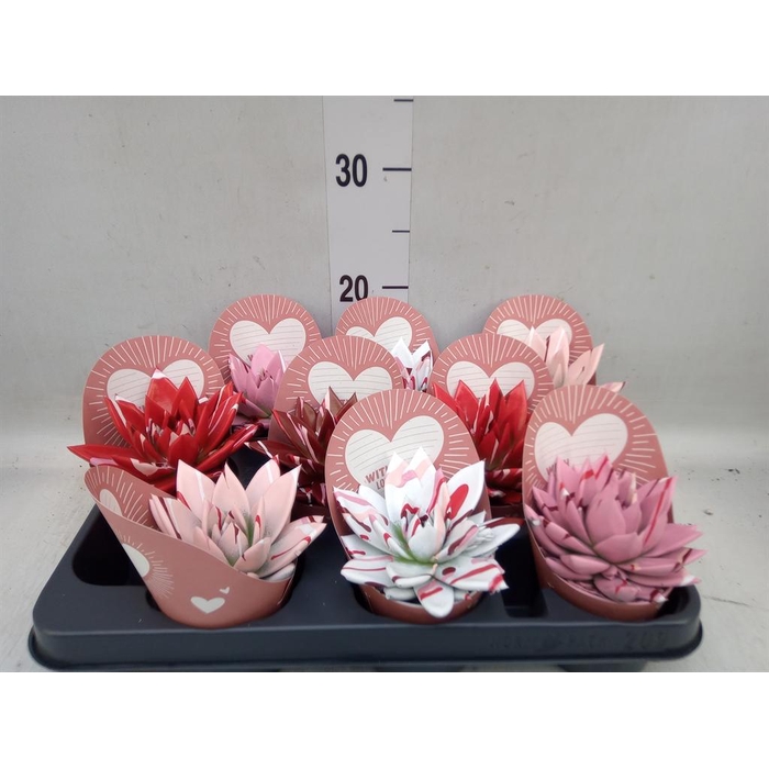 <h4>Echeveria  'Miranda'</h4>