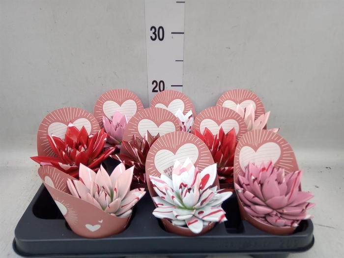 <h4>Echeveria  'Miranda'</h4>