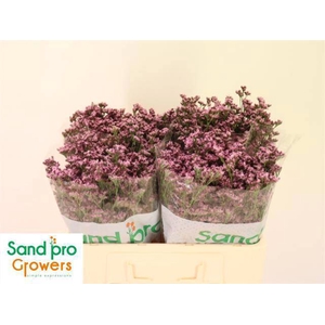 LIM SIN SILVERY PINK