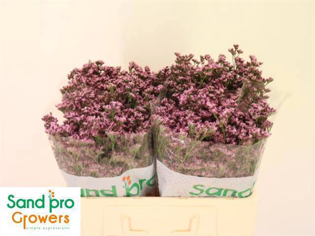 <h4>LIM SIN SILVERY PINK</h4>