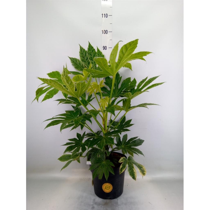 <h4>Fatsia japonica</h4>