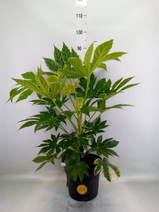 Fatsia japonica